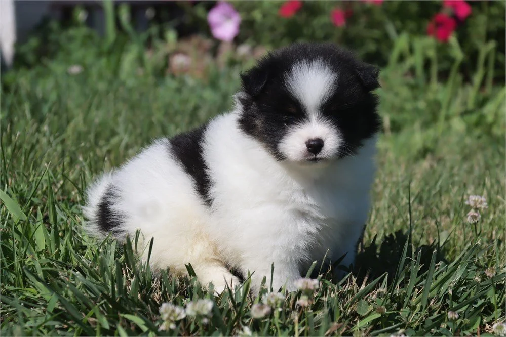 TEACUP/TINY TOY MALE POMERANIAN PIOM BABY $2,650.00 #T44454-7
