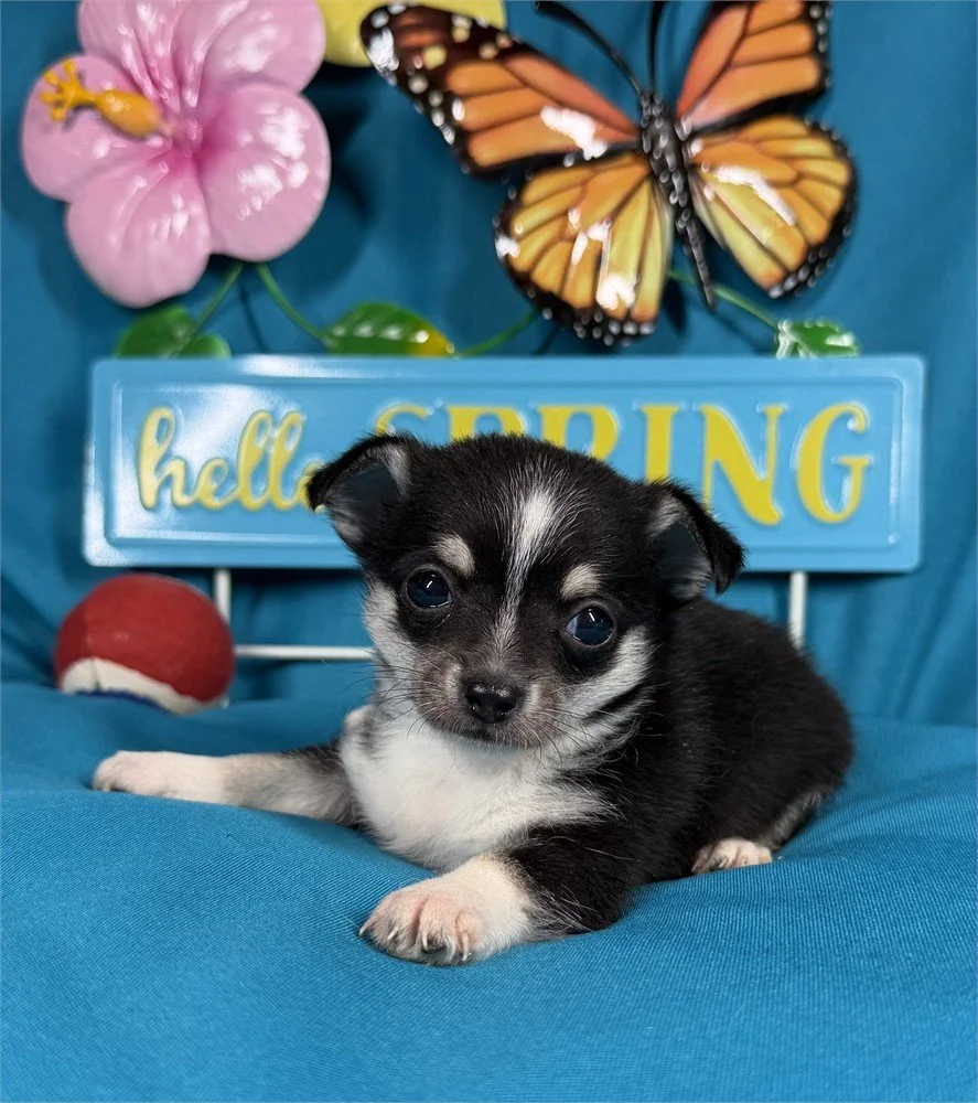 CHIHUAHUA    MALE  CARL     $3,950.00  #153