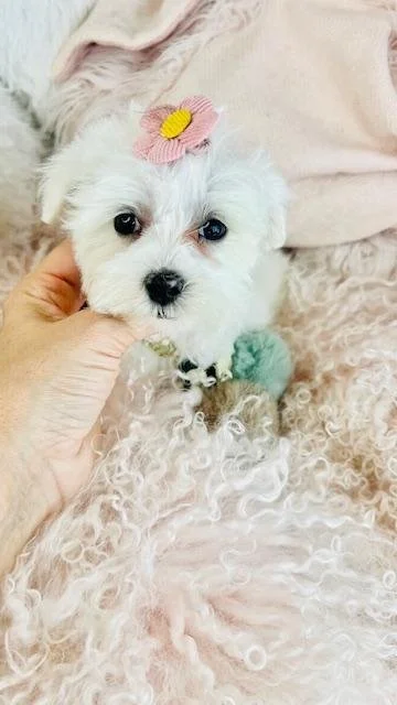 MALTESE PUPPY    NOBELA   $3,050.00     #T1255-5