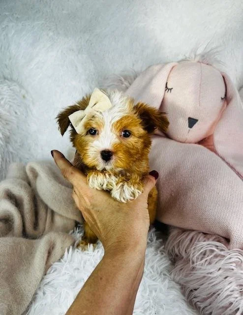 perrrito-morkie.jpg