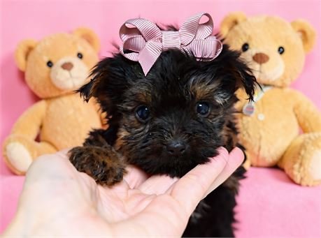 YORKIE TEACUP/POCKETBOOK  FEMALE     JESSENIA   $4,550.00   #183