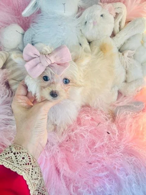 DORA     TINY   FEMALE POMAPOO     $2,950.00  #1574