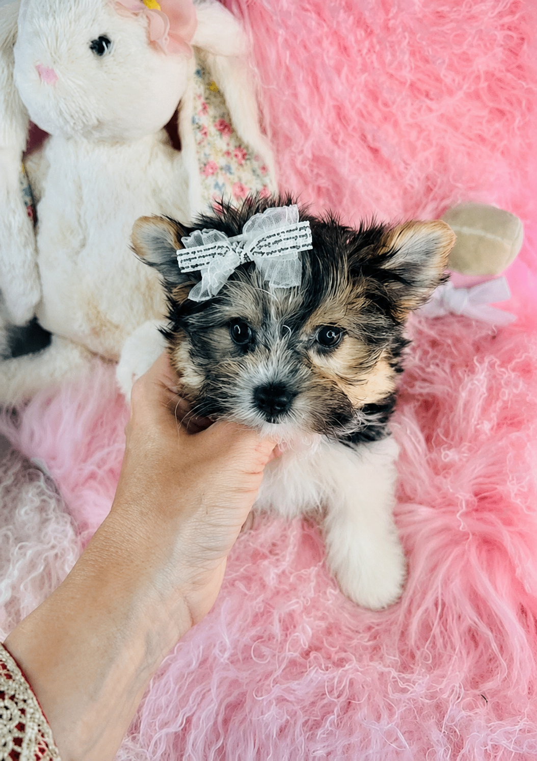 DIVA    TEACUP  FEMALE   $3,950.00    #155