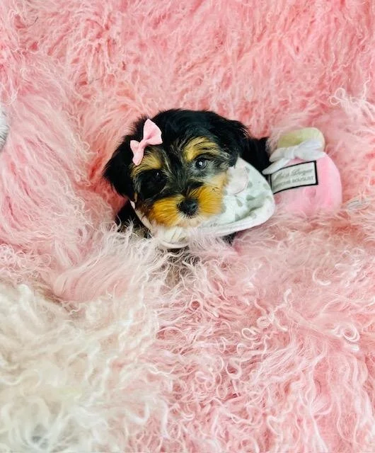 JONALY     FEMALE PUPPY   $3,050.00   #181