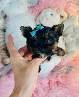 JASPER MALE   YORKIE TEACUP/POCKETBOOK  PUPPY  $4,550.00  #1492