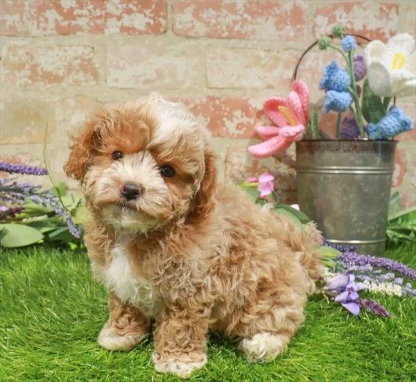 DANICA SMALL   SHIPOO  FEMALE     $3,550.00     #148