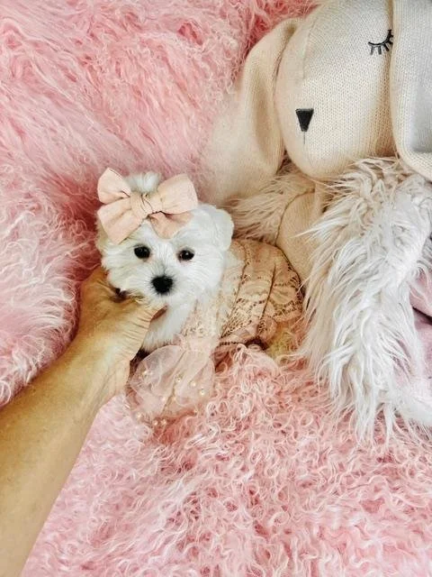 NOBELA   MALTESE PUPPY   $3,550.00     #1258