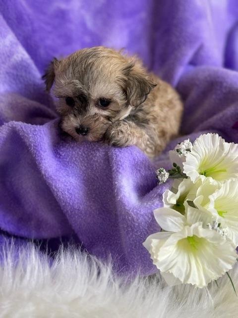 MALTIPOO DENNA TEACUP/TINY TOY FEMALE $3,250.00 #1547-7