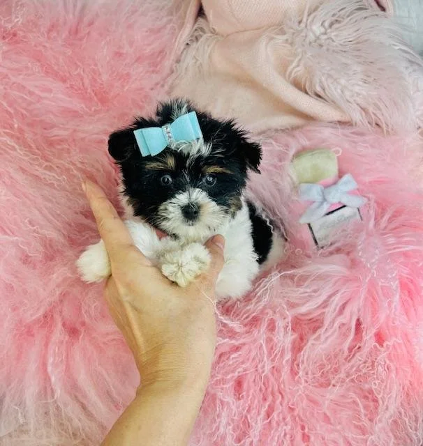 JAM   BIEWER  TEACUP/POCKETBOOK YORKIE MALE PUPPY   $4,550.00   #158