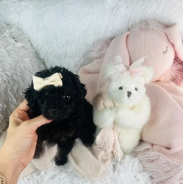 TEACUP/TINY TOY POODLE FEMALE PUPPY PAXY $3,050.00 #1487-8