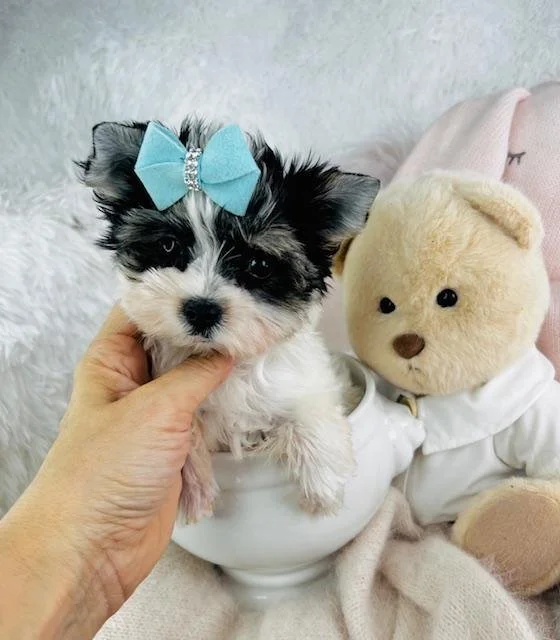MALE TEACUP YORKIE JONO $4,550.00 #1533-3