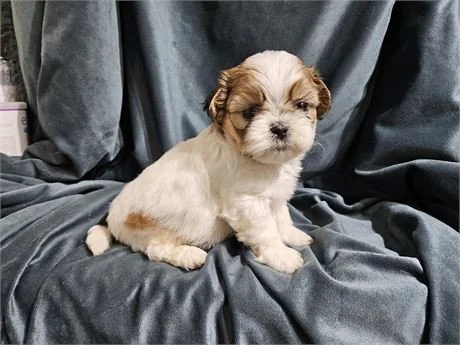 MALE SHIH TZU PUPPY   SUNNY IMPERIAL    $2,950.00   #T114