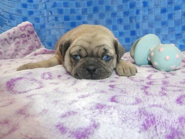 PUG    PUGGIE     MALE    $3,550.00    #177