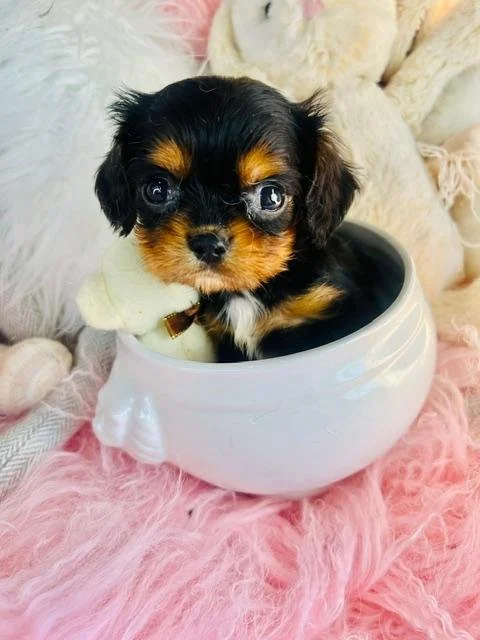 DORY   MALE  CAVALIER    $3,950.00    #177