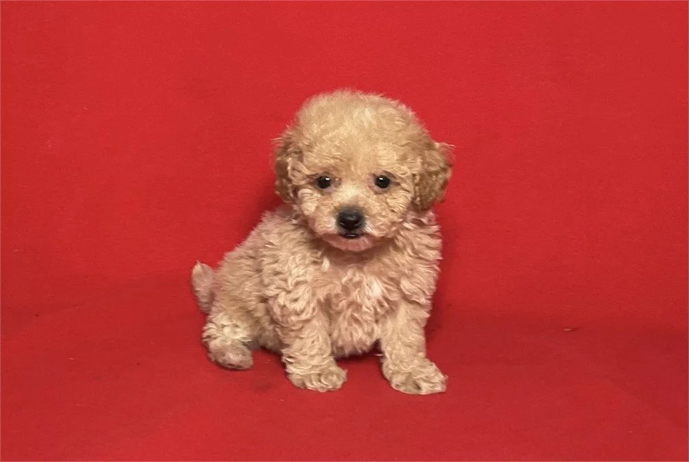 DEMI     FEMALE  BICHON/POODLE  $3,050.00   #1787-7