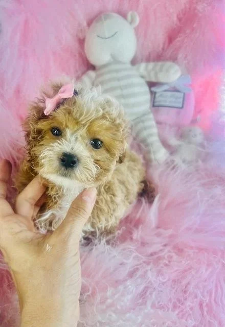 DANICA SMALL   SHIPOO  FEMALE     $3,550.00     #148