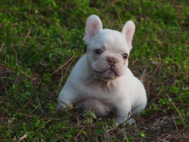 FRENCH BULLDOG MINI   FEMALE    FINLEY    $4,550.00      #1124
