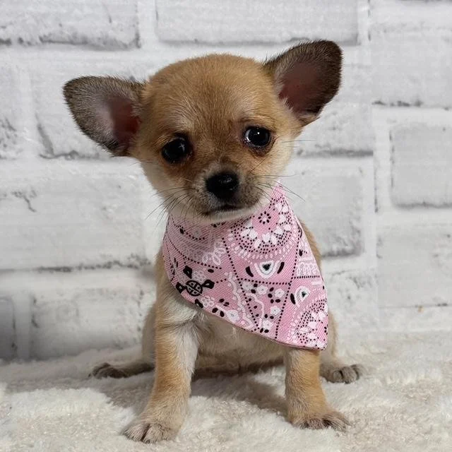 CHIHUAHUAS PUPPIES FOR SALE   FEMALE  COOKIE    $5,550.00   #125-5