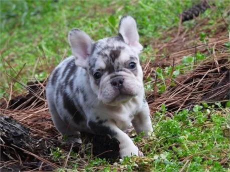 MINI FRENCH BULLDOG  FEMALE   FABIS    $4,250.00       #1112