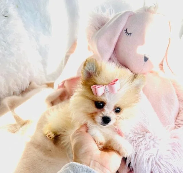 TEACUP FEMALE PANCHA $5,550.00 #T17854-7