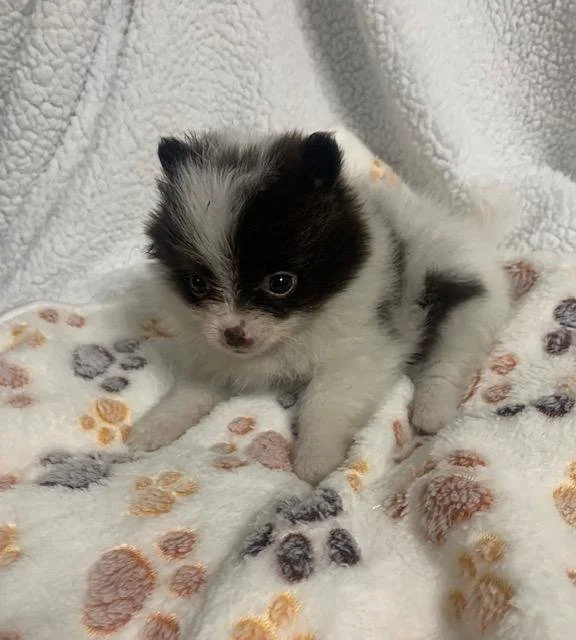 POM    MALE   $3,950.00    #18