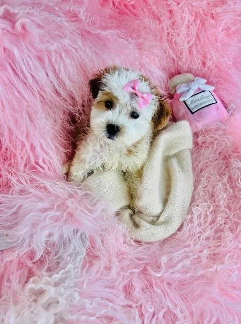 DORAL  FEMALE TINY TOY  SHIHPOO   $3,050.00   #1577  SOLD