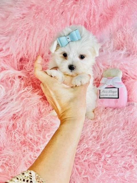 MALTESE PUPPY   MOR     $3,950.00   #174