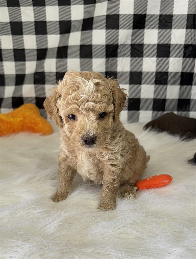 TINY TOY MALE POODLE PRINCE $3,950.00 #11425254-5
