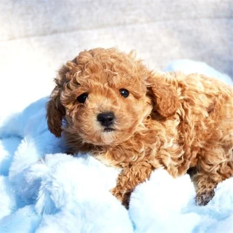 DOR    BICHON / POODLE  MALE   $3,950.00   #1744-4