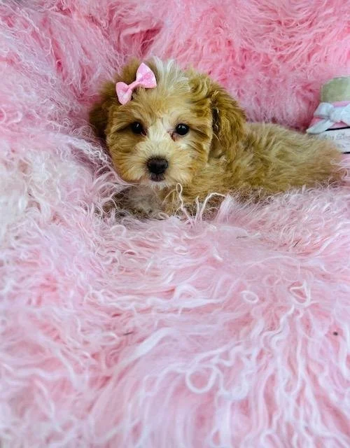 POODLE  MINIATURE  FEMALE  PATZY     $3.050.00    #1743