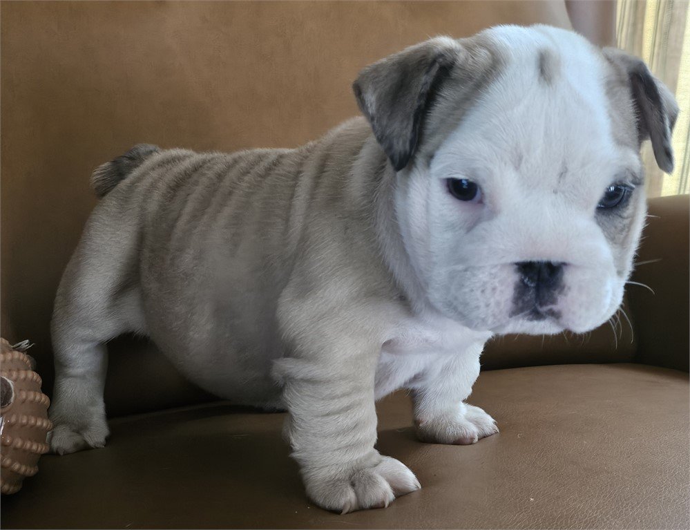 ENGLISH BULLDOG FIDO MALE $3,950.00 #147454-2