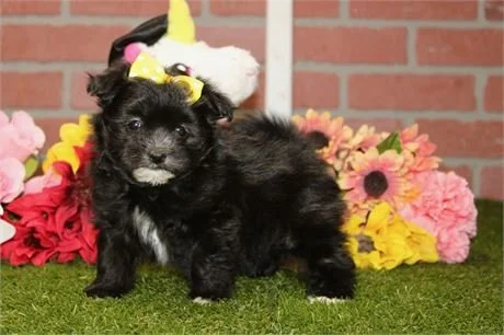 DRAKE TEACUP  POMPOO    $3,950.00  #1552