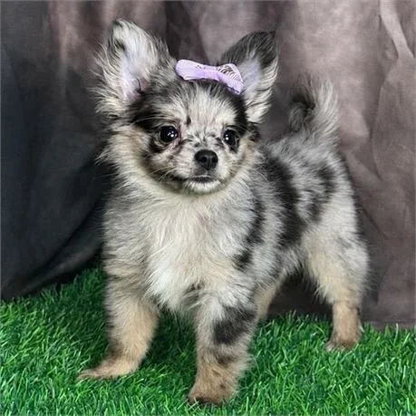 DEMI     FEMALE  POMERANIAN/CHIHUAHUA    $3,050.00   #187