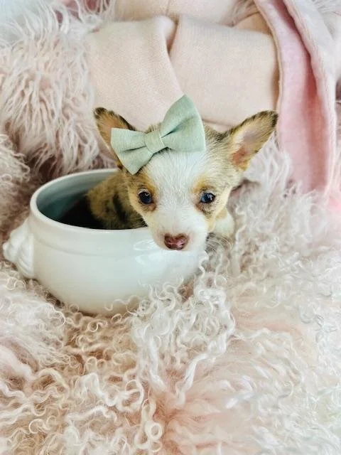CHIHUAHUAS PUPPIES FOR SALE    TEACUP  CHRISTY     $3,950.00    #8787-7