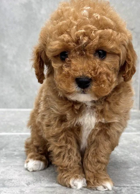 FEMALE   POODLE   PEANUT     $3,550.00    #178