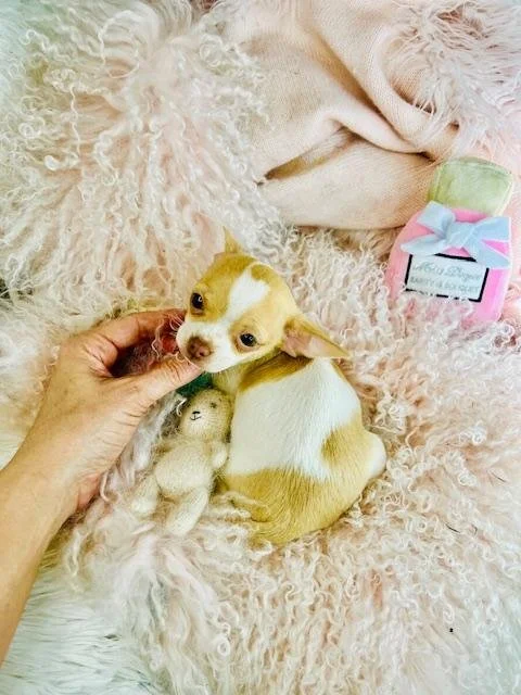 Chihuahuas for sale in Orlando Florida.jpg