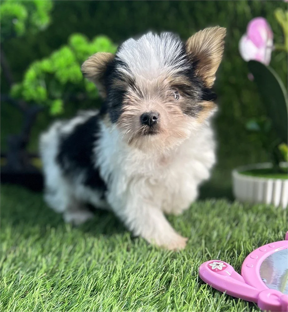 TEACUP    HOLLY     $5,950.00   #T1247874-4