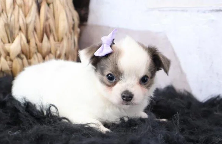 CHIHUAHUA FEMALE TEACUP CHARO $3,950.00 #1578-7
