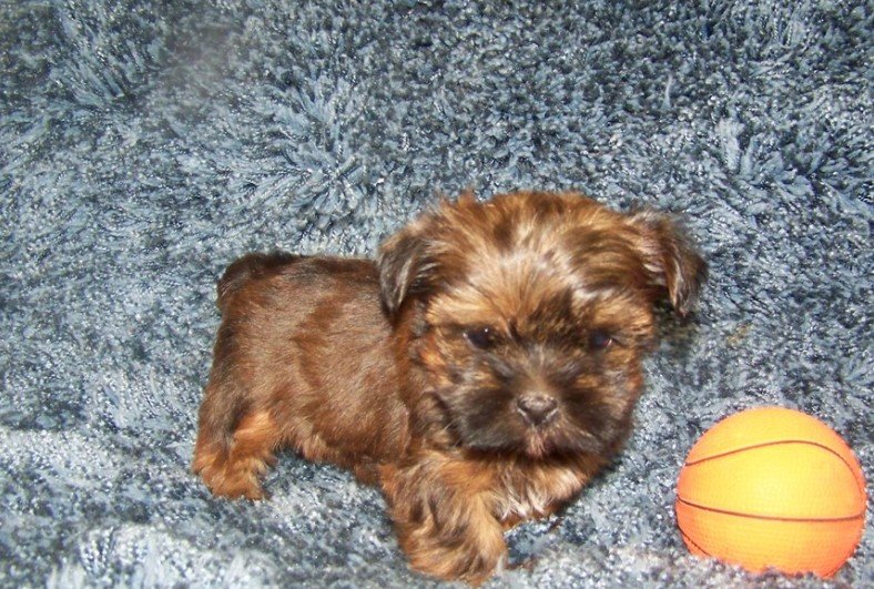 DIONNE TEACUP SHORKIE MALE $3,950.00 #112554-4