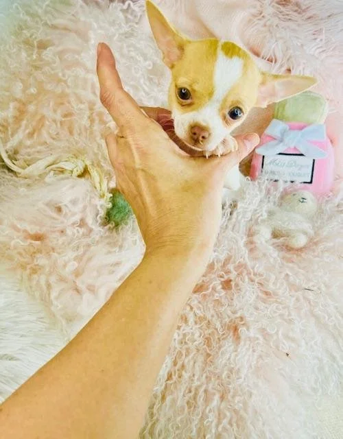 CHIHUAHUA    TEACUP  MALE  CODY  $2,550.00   #123