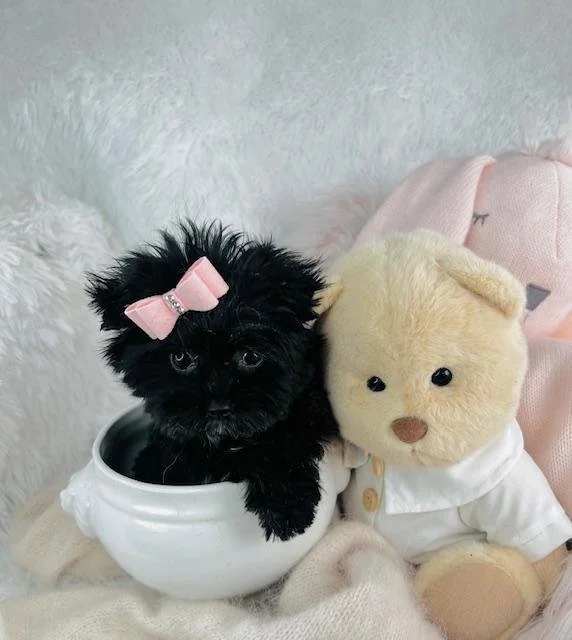 TEACUP/POCKET YORKIE FEMALE DOG JAMI $3,950.00 #14229-8