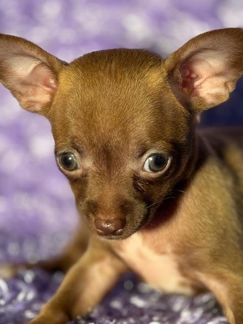 CHIHUAHUA MALE TEACUP DOG COCO $3,950.00 #12221-2