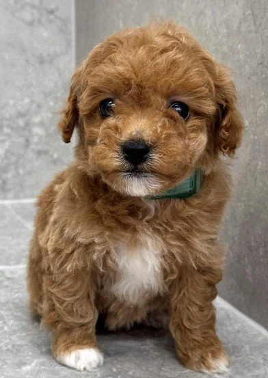 MALE POODLE PUPPY    POMER       $3,550.00   #1851