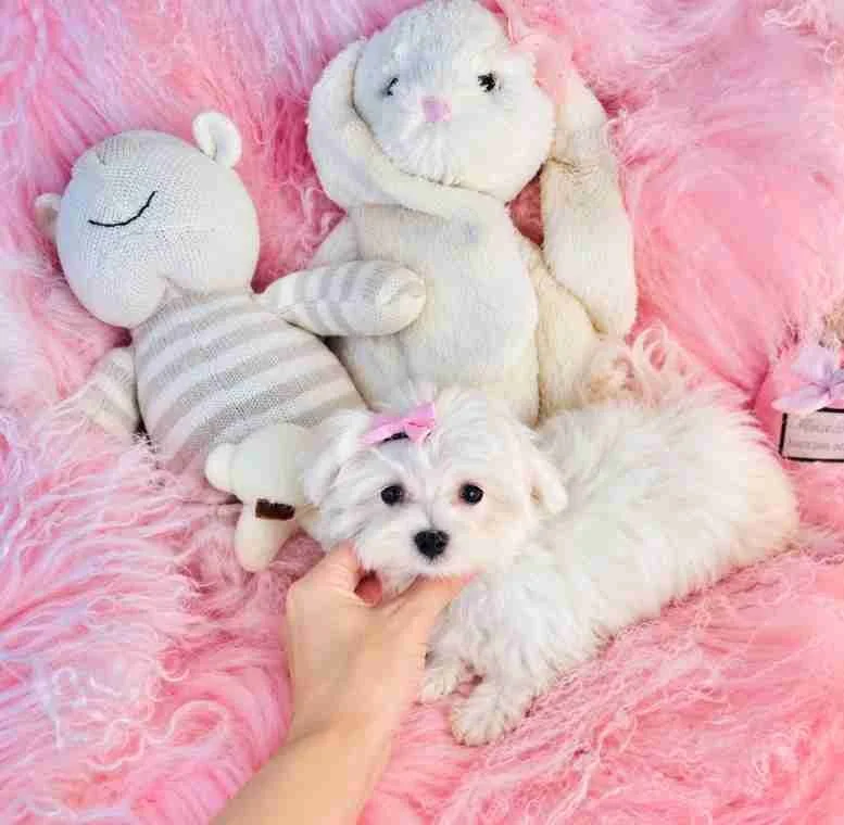 MARY      $2,550.00   FEMALE MALTESE PUPPY   #214