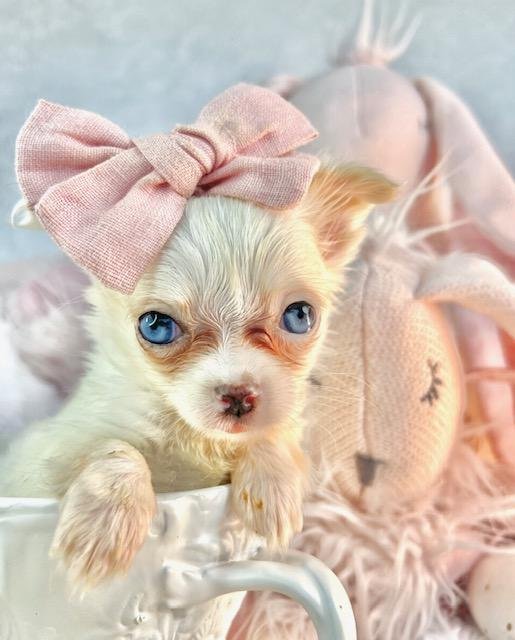 CHIHUAHUA PUPPIES FOR SALE TEACUP/POCKETBOOK CAROL $4,550.00 #1895-5