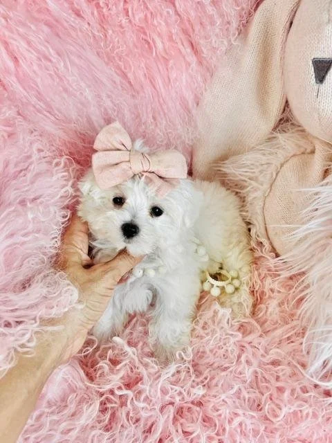 MARTHA   FEMALE MALTESE PUPPY    $3,550.00      #1847