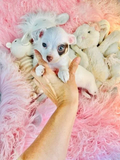 CHIHUAHUA    TEACUP    MALE  CHICO   $3,550.00   #125