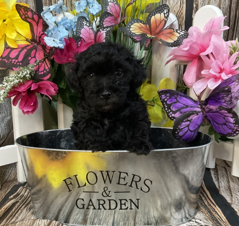 POODLE PUPPIES    FEMALE   PASHA    $2,550.00  #144   SOLD