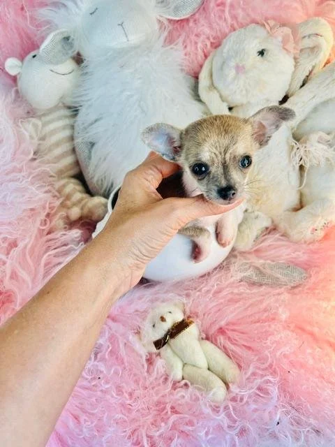 CHIHUAHUA  FEMALE  TEACUP/POCKETBOOK  CANDYS     $4,950.00    #158