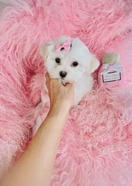 MALTESE PUPPY   NINA    $3,050.00   #1411
